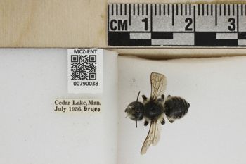 Media type: image;   Entomology 790038 Aspect: Labels